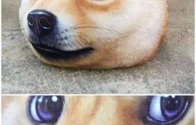 doge论坛(dogecoin论坛)